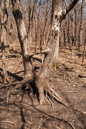 Tree Nerstrand-Big Woods State Park 14-4-_1689