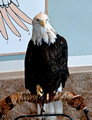 Bald Eagle Harriet National Eagle Center 12-8-_1888