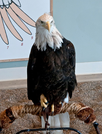 Bald Eagle Harriet National Eagle Center 12-8-_1888