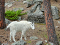 Mountain Goat Mount Rushmore 17-8P-_0141
