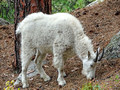 Mountain Goat Mount Rushmore 17-8P-_0137
