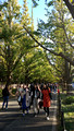 Meiji Jingu Gaien Shinjuku City Tokyo Japan 19-11L-_3369