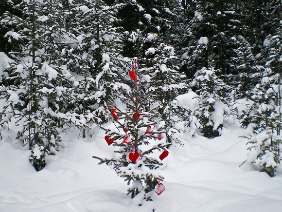 Miljes Ski Trails Valentine Tree11-_2184