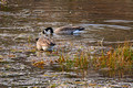 Geese Madison River Yellowstone National Park 14-9-_3165