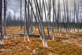 Ghost Forest 14-9-_2289a