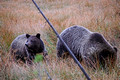 Grizzly Bears 14-9-_2720