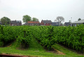 Fruit Trees Montfoort Netherlands Canal Boat Tour 19-5-_0340