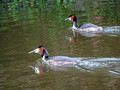 Great Crested Grebe Montfoort Netherlands Canal Boat Tour 19-5-_0201