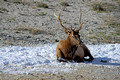 Elk Yellowstone National Park 14-10-_0331