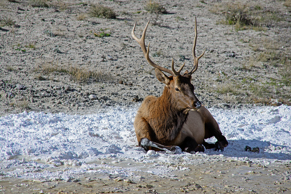 Elk Yellowstone National Park 14-10-_0331