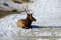 Elk Yellowstone National Park 14-10-_0334