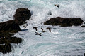 Black Birds Latrabjarg bird-cliffs Iceland 16-6-_3220