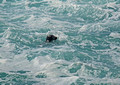 Seal Latrabjarg bird-cliffs Iceland 16-6-_3235