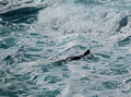 Seals Latrabjarg bird-cliffs Iceland 16-6-_3226