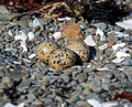 Oyster Catcher Eggs Látrabjarg Peninsula Iceland 16-6-_3047