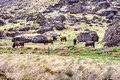 Icelandic Horses 16-6-_0983