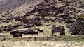 Icelandic Horses 16-L6-_7462