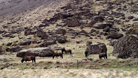 Icelandic Horses 16-L6-_7462