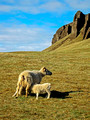 Sheep at Kirkjugólf The Church Floor Iceland 16-L6-_6427a