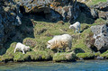 Sheep Höfði Lake Myvatn Iceland 16-6-_3503