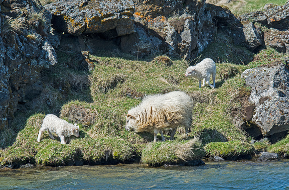 Sheep Höfði Lake Myvatn Iceland 16-6-_3503