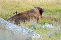 Buffalo and Magpie 14-9-_3148