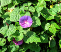 Kobe Nunobiki Herb Garden & Ropeway 15-9-_2499