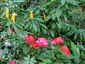 Kobe Nunobiki Herb Garden & Ropeway 15-9-_2507