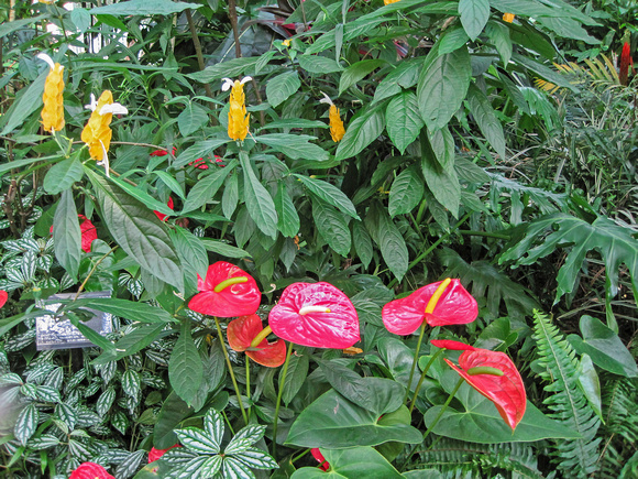 Kobe Nunobiki Herb Garden & Ropeway 15-9-_2507