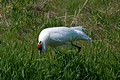 Whooping Crane - turning the eggs 09-70- 360
