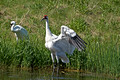 Whooping Cranes 09-70- 350