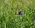 Nesting Whooping Crane 09-70- 341