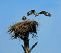 Osprey Nest 12-5-_1443