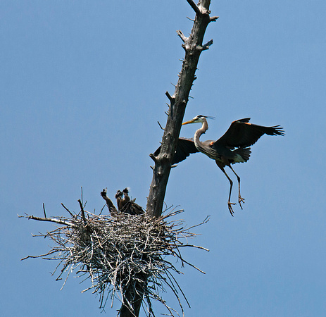 Blue Heron Nest 12-5-_1412