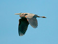 Blue Heron 12-5-_1430