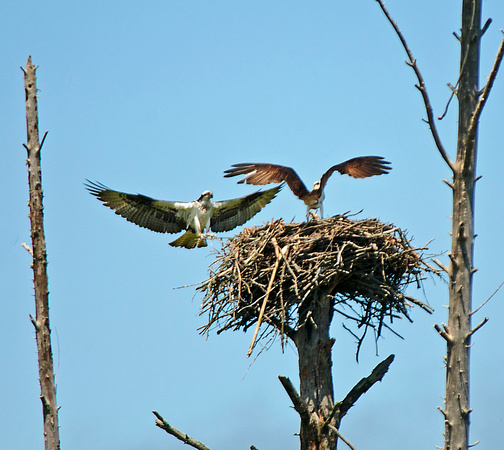 Osprey on Nest 11-7-_2802