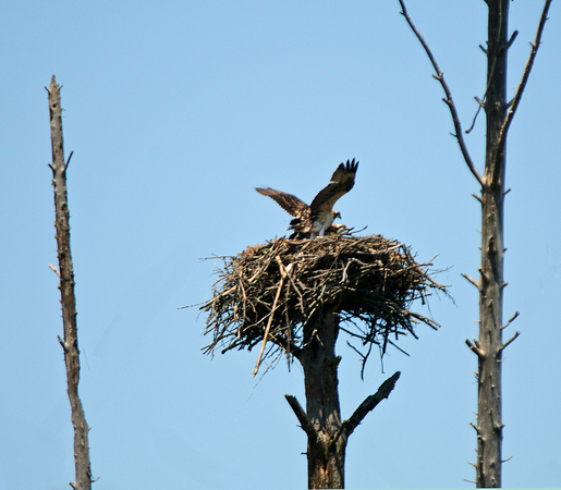 Osprey Nest 11-7-_2788