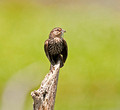 Redwing Blackbird female 13-7-_0892