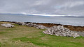 Beach Logs Highway 68 South of Hólmavík Iceland 16-L6-_7044a