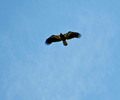 Inmature Bald Eagle Owl  Hawk Ridge Nature Reserve  12-9-_0555