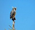 Owl  Hawk Ridge Nature Reserve  12-9-_0552