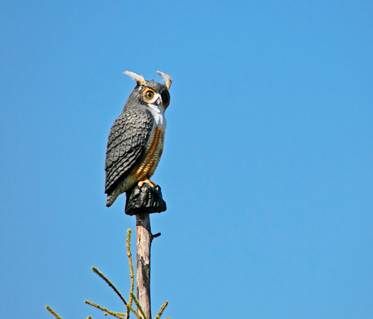 Owl  Hawk Ridge Nature Reserve  12-9-_0552