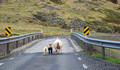 Sheep on  Highway 60 Iceland 16-6-_5056