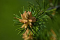 Pine Buds 09-75- 0794