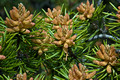 Pine Buds 09-75- 0797