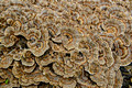 Turkey Tail Mushrooms Chapel Beach to Mosquito River Pictured Rocks National Lakeshore Turkey tail mushrooms 16-10-3090