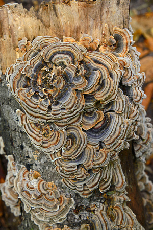 Turkey Tail Mushrooms Chapel Beach to Mosquito River Pictured Rocks National Lakeshore 16-10-3208