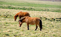 Icelandic Horses 16-6-_0137