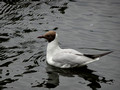 Black-headed Gull Gamlebyen Fredrikstad Norway 18-7P-_2879