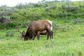 Elk Grand Canyon of the Yellowstone Yellowstone National Park 15-6-_2195